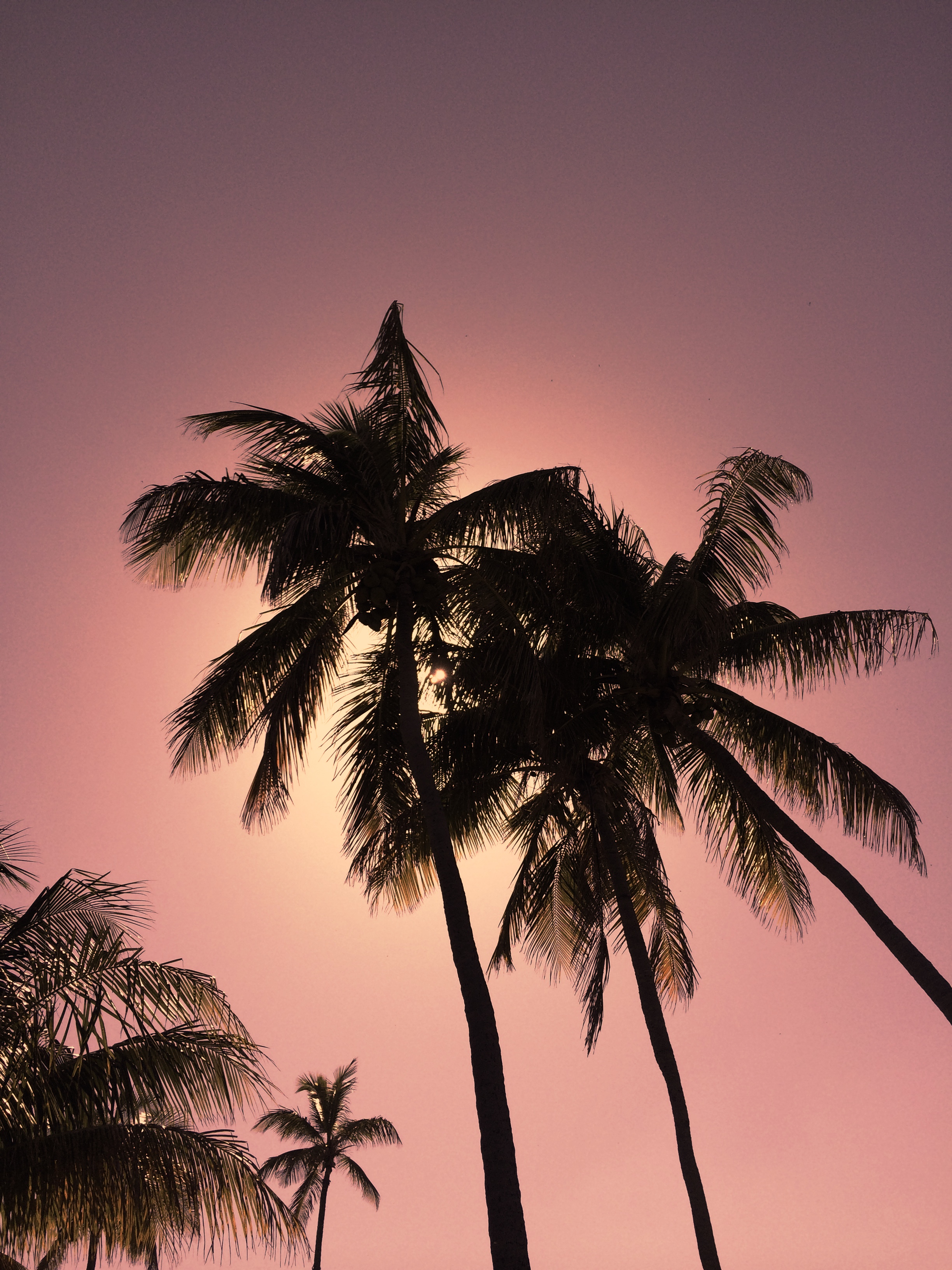 Pink Palms