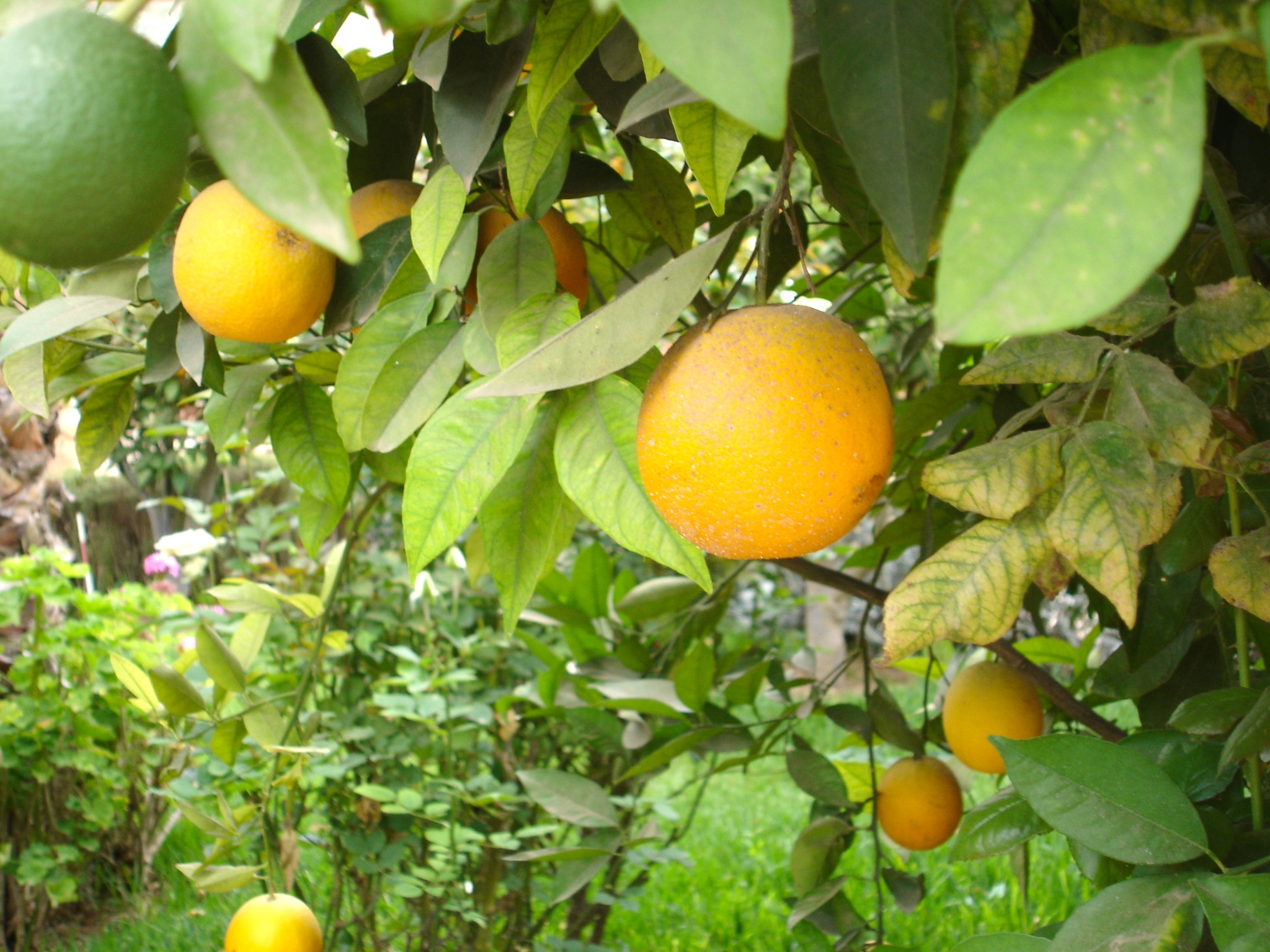 Orangers