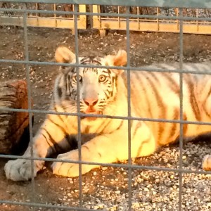 Soirée Blanche white tiger