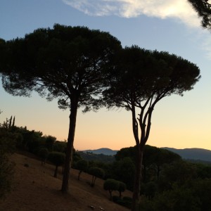 Sunset on pine trees