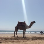 Moroccan dromedary