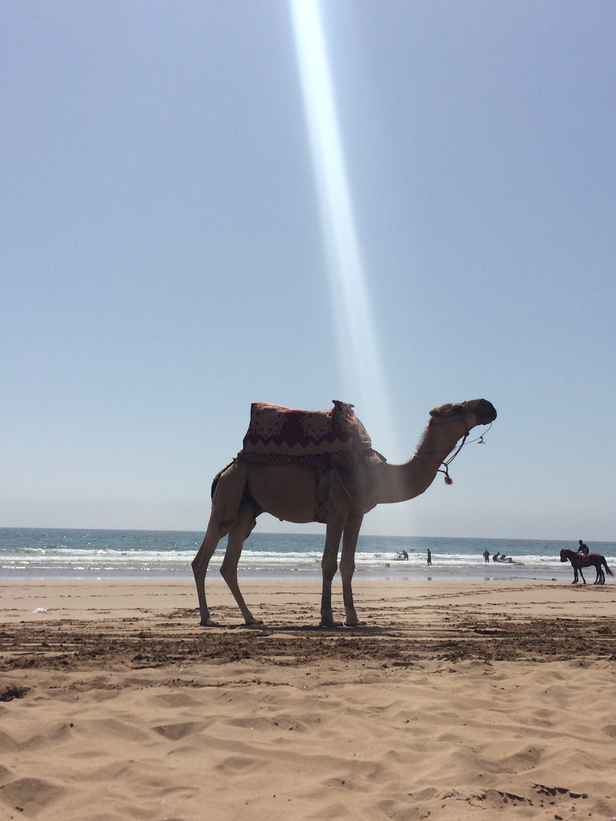 Moroccan dromedary