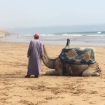 Moroccan dromedary