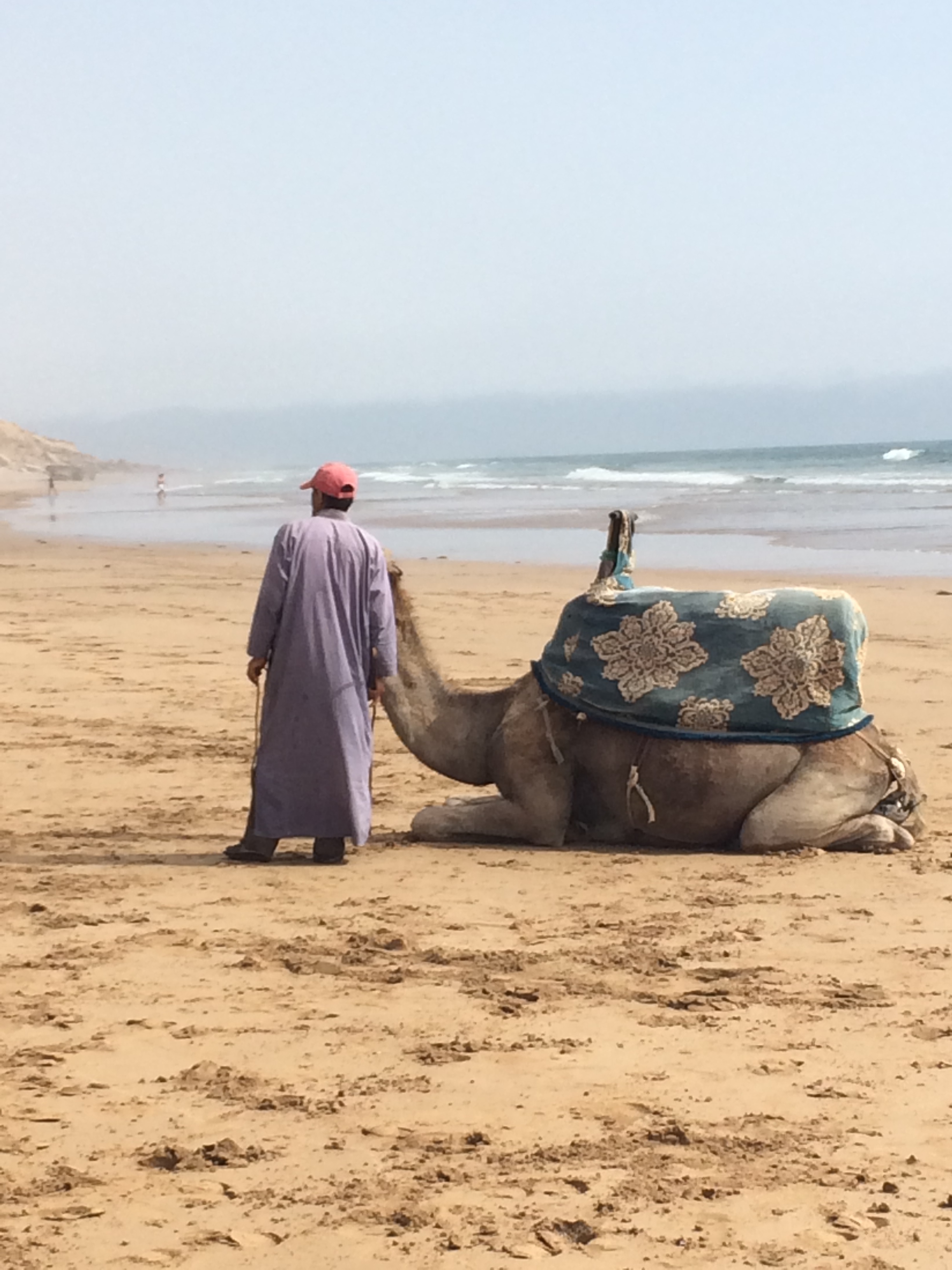 Moroccan dromedary