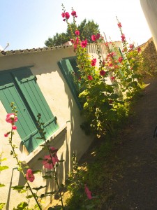 Ile d'Yeu - Roses Tremieres