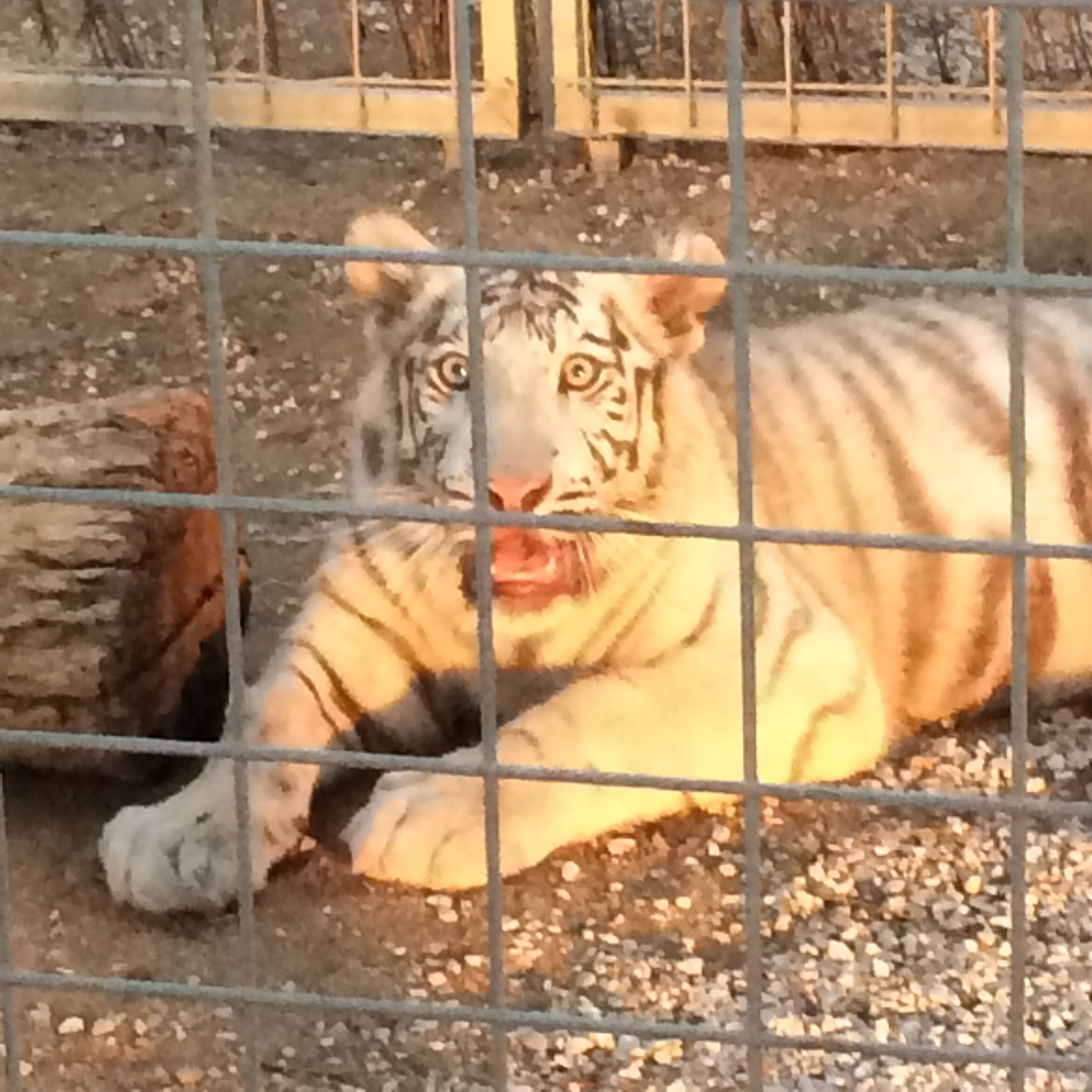 White tiger