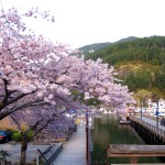 Cherry blossoms in Horseshoe Bay British Columbia , Canada
