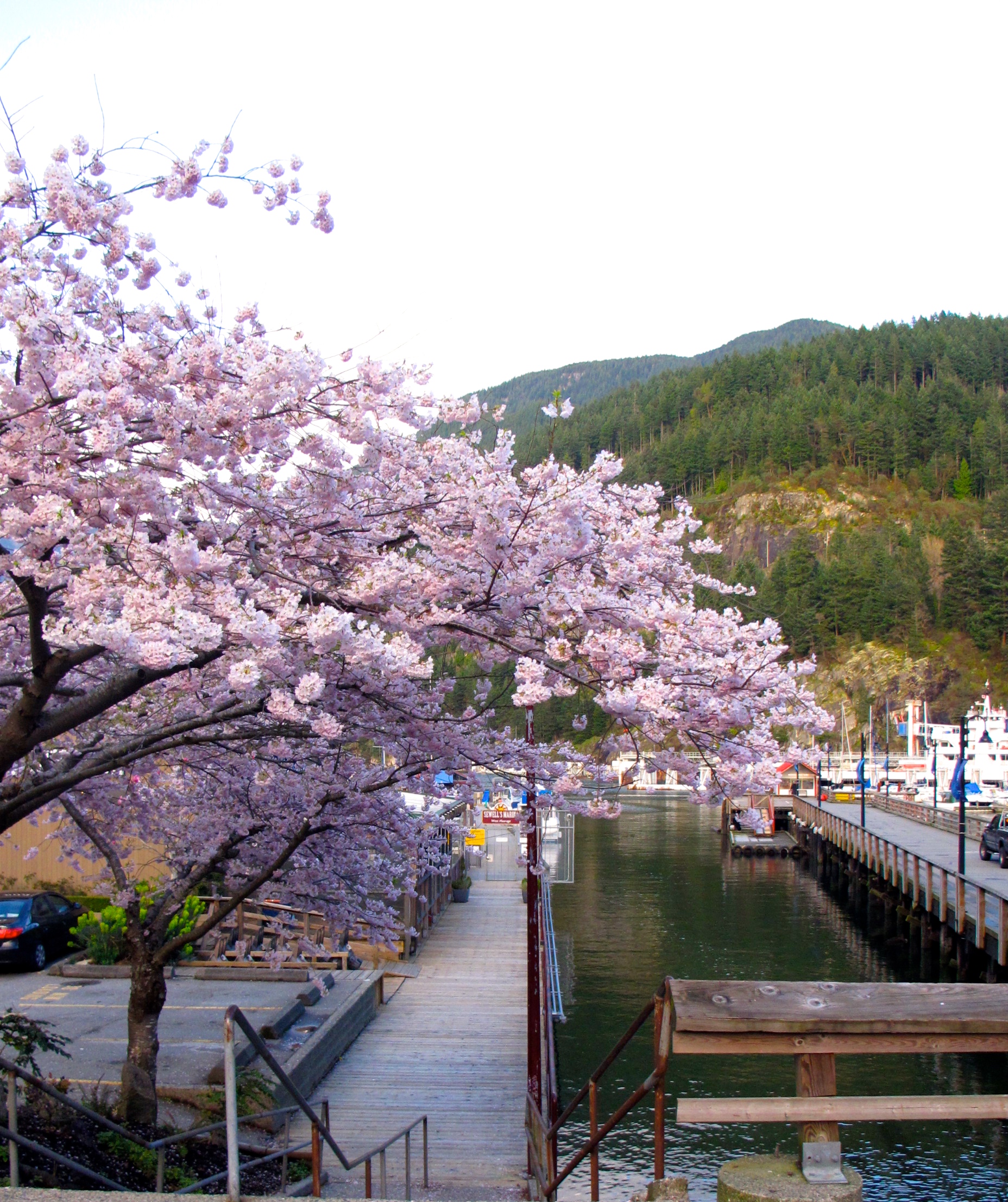 Cherry Blossoms in Horseshoe bay British Columbia, Canada