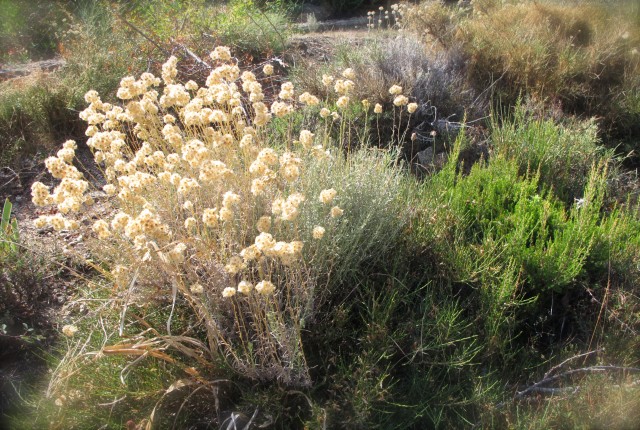 L'immortelle de Corse dans le maquis