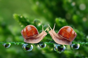 snail-mucin-blushandbeyond